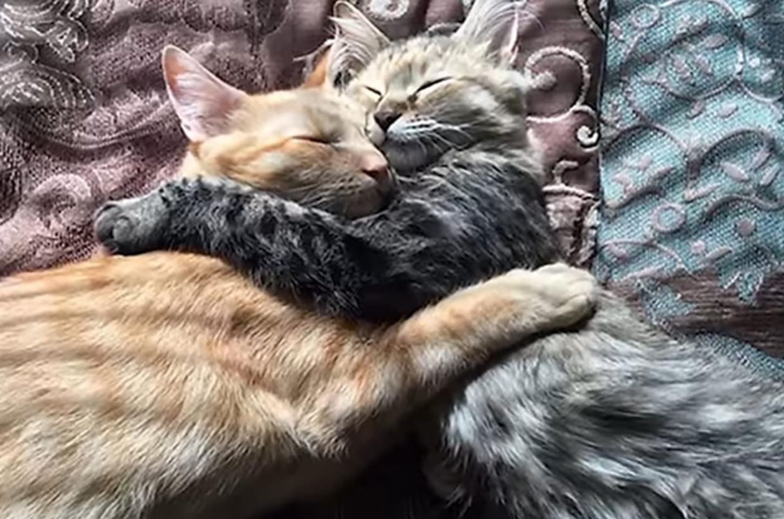 ging and tabby cat hugging