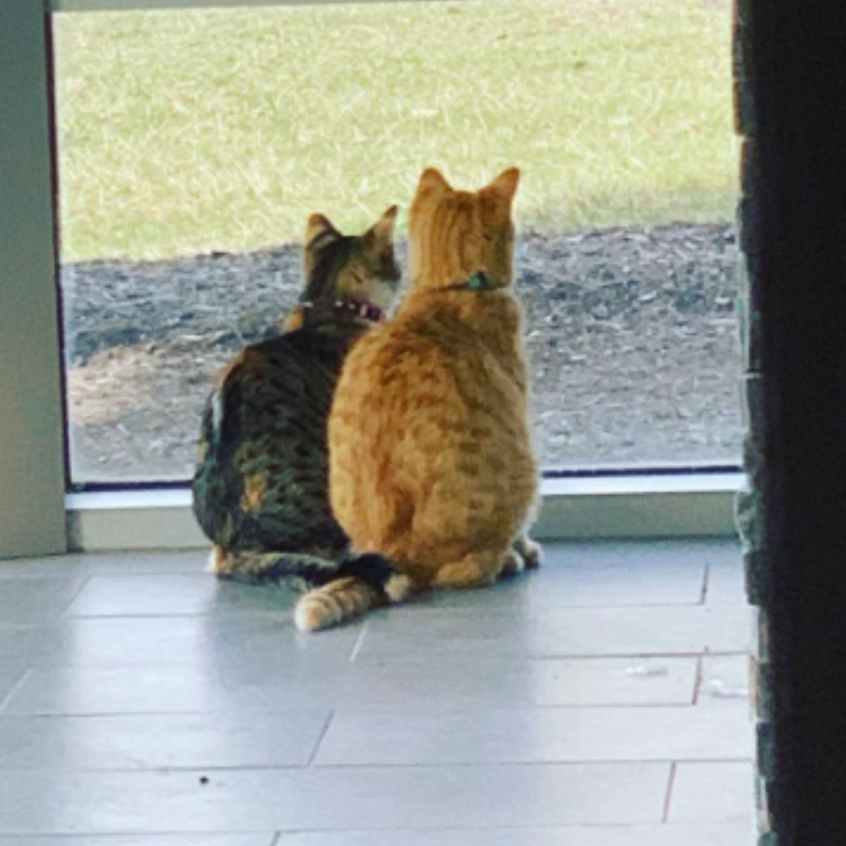 ginger and gray cat