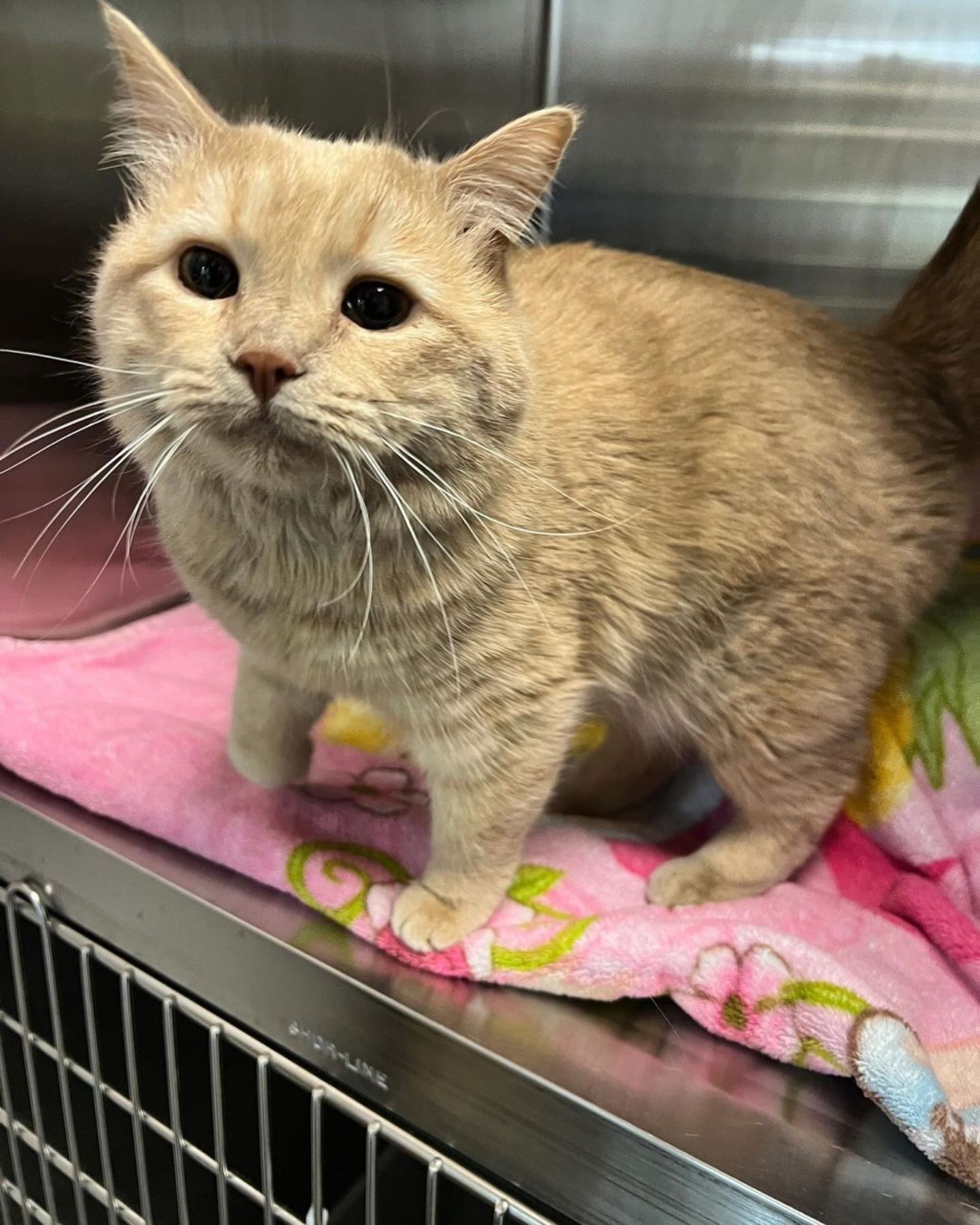 ginger cat