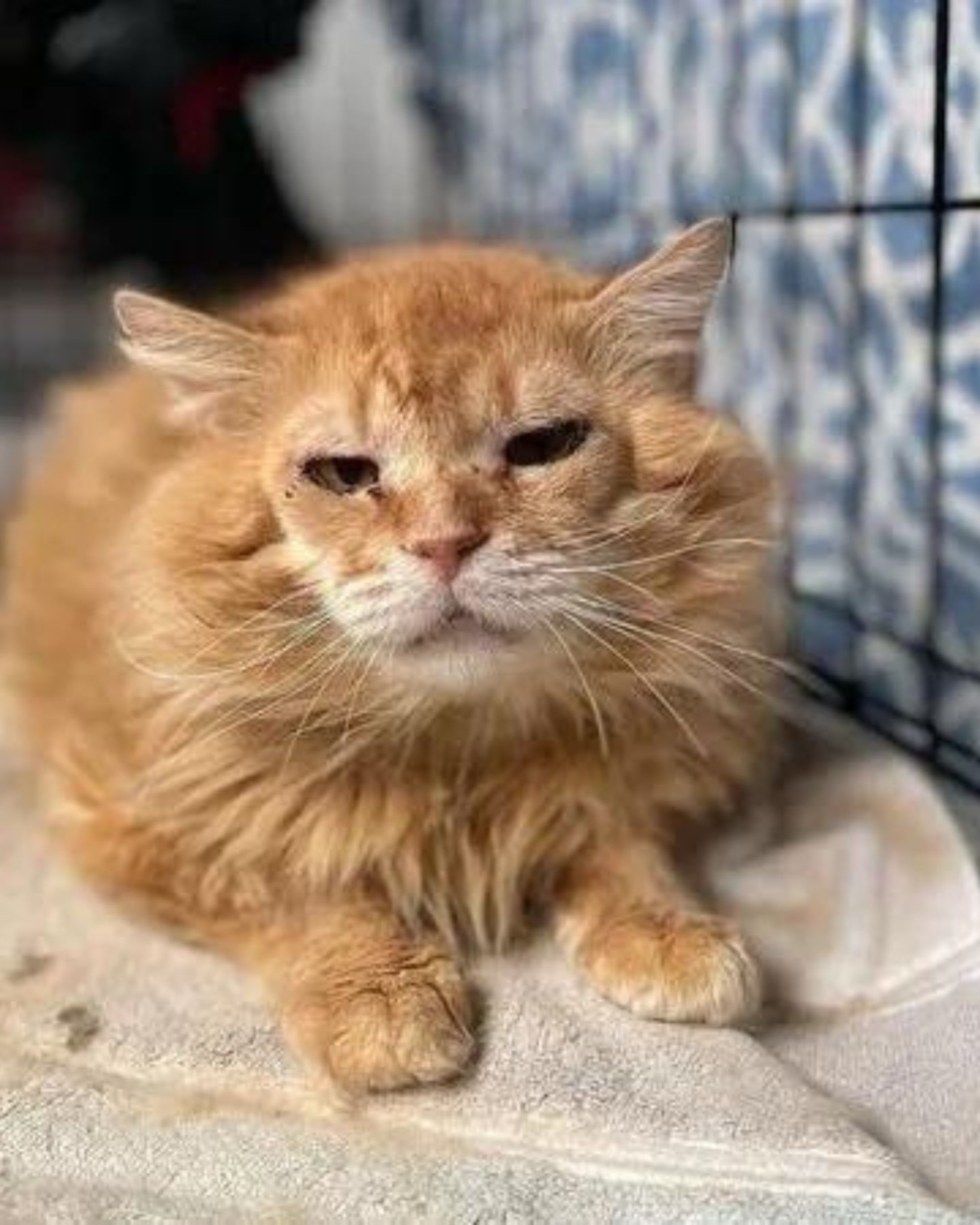 ginger cat barely looks
