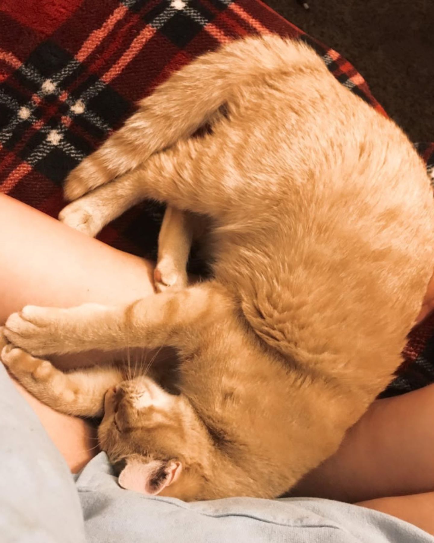 ginger cat curled up
