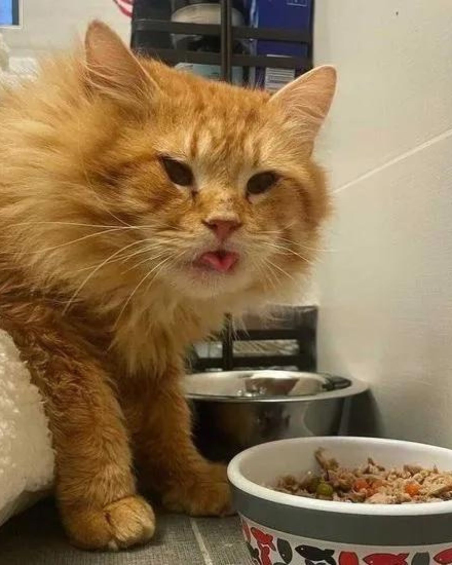 ginger cat eats