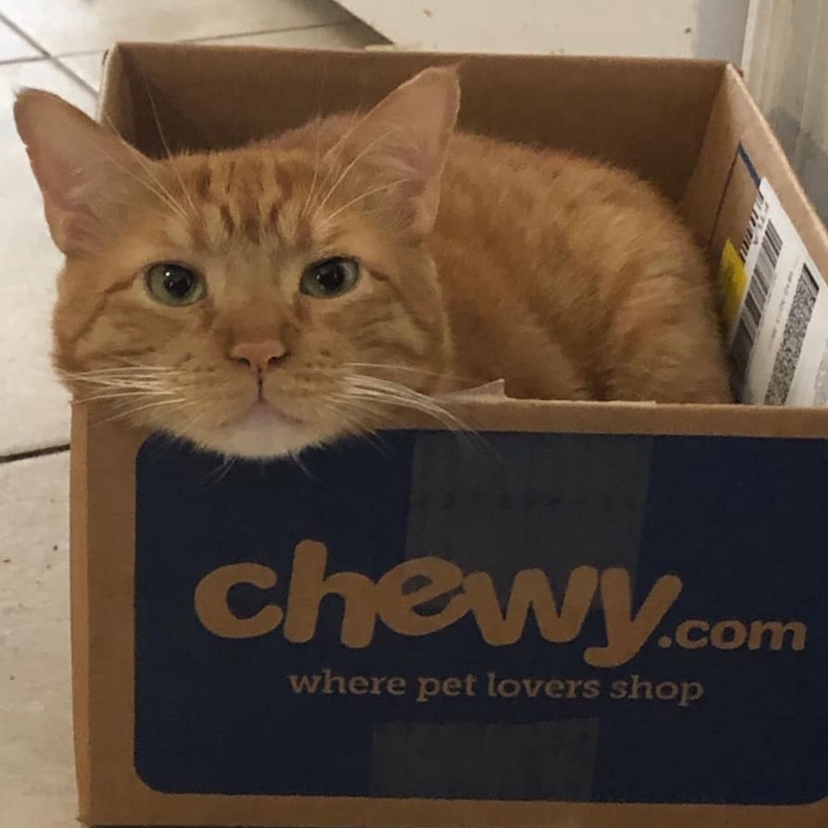 ginger cat in box