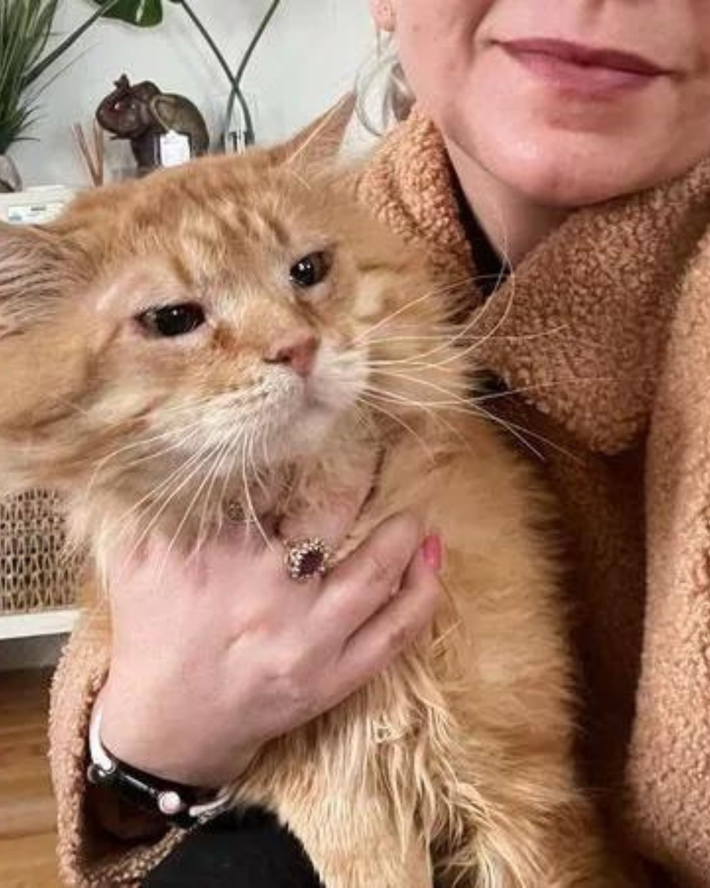 ginger cat is cuddly cuddling