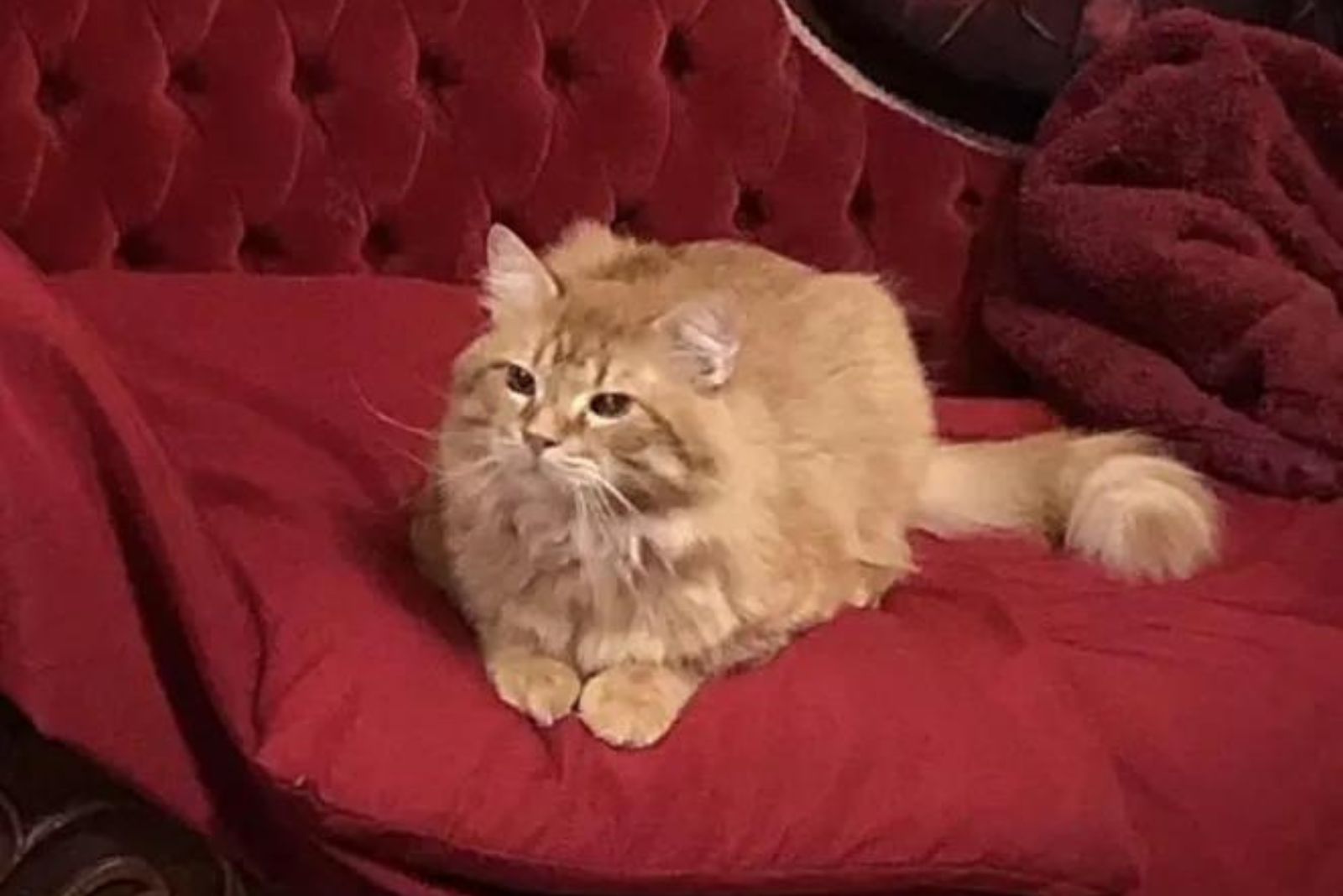ginger cat is sitting on the red sofa