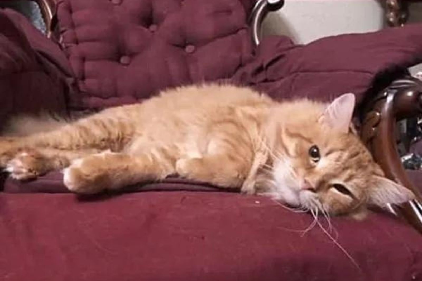 ginger cat is sitting