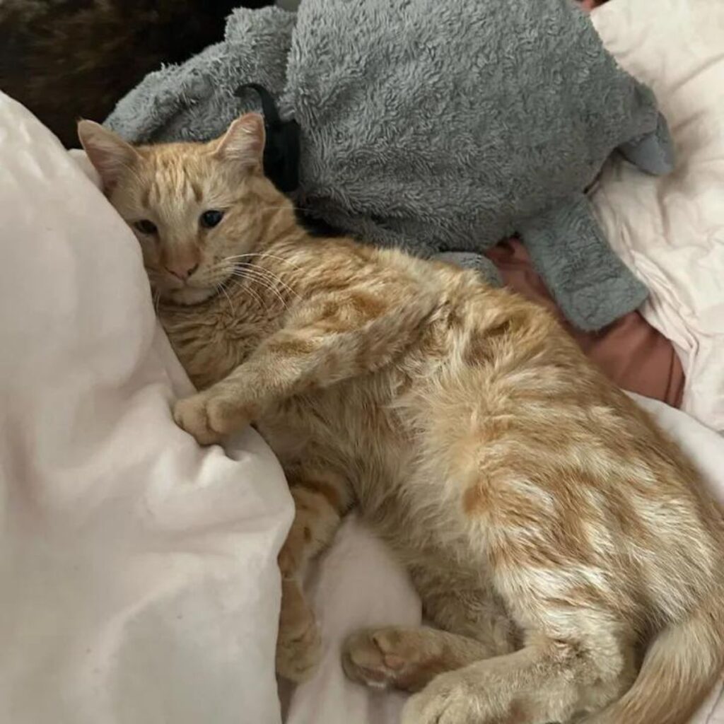 ginger cat lying on bed