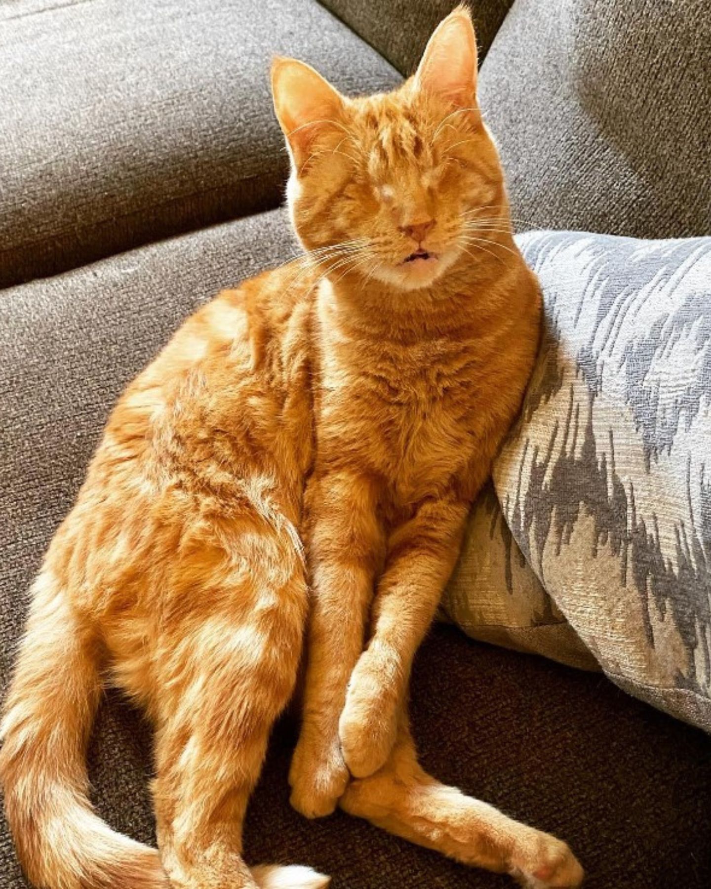 ginger cat lying on couch