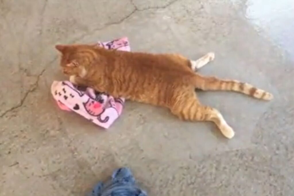 ginger cat lying on the floor