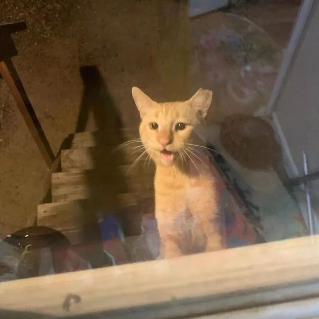 ginger cat meowing