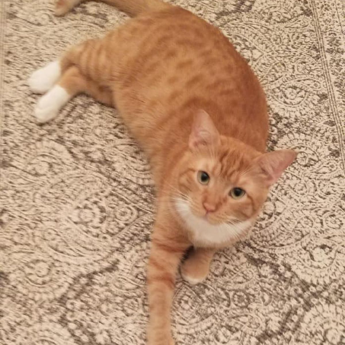 ginger cat recovered