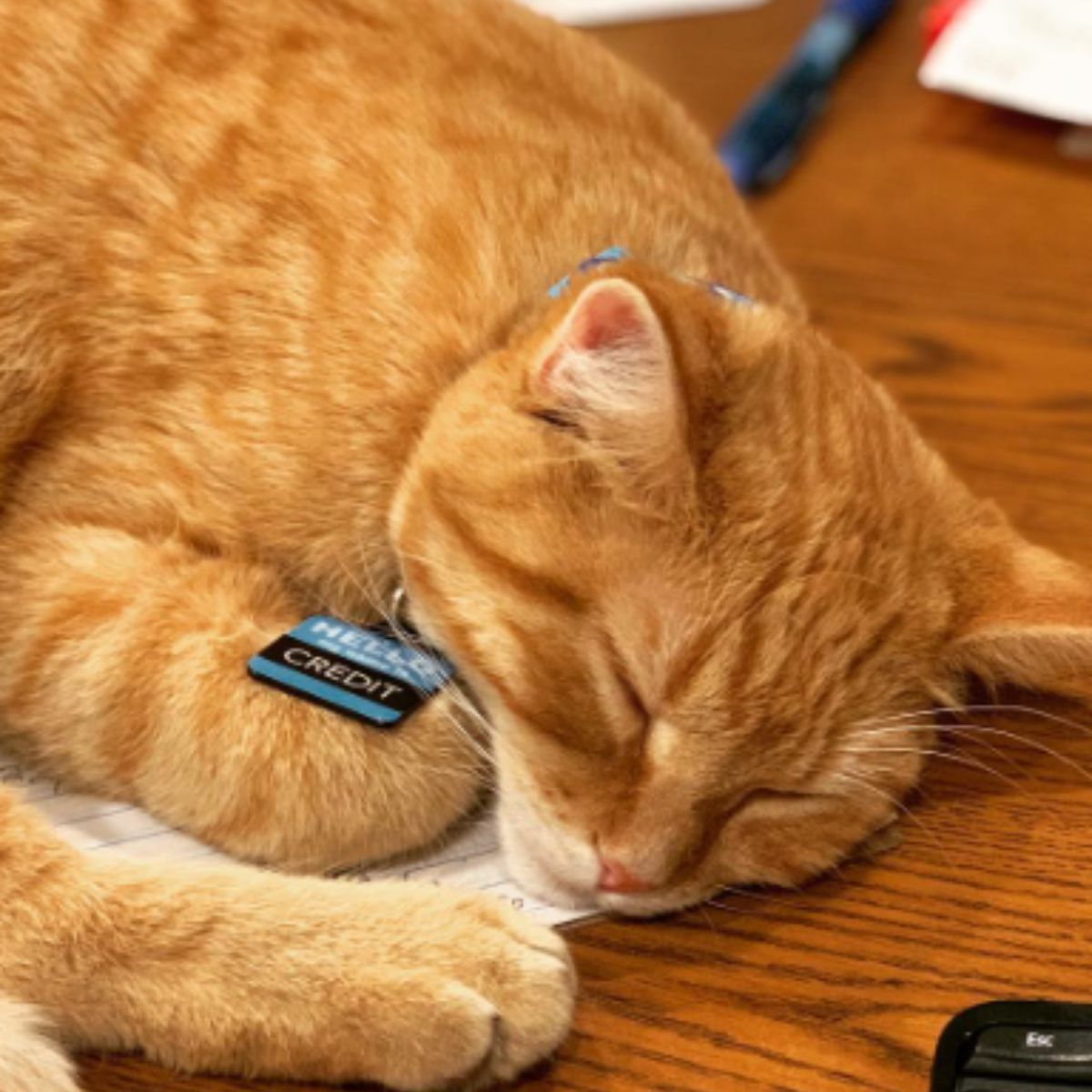 ginger cat sleeps with a collar