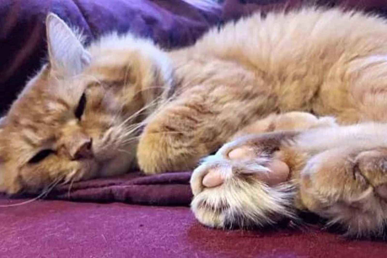ginger cat sleeps with adorable paws out