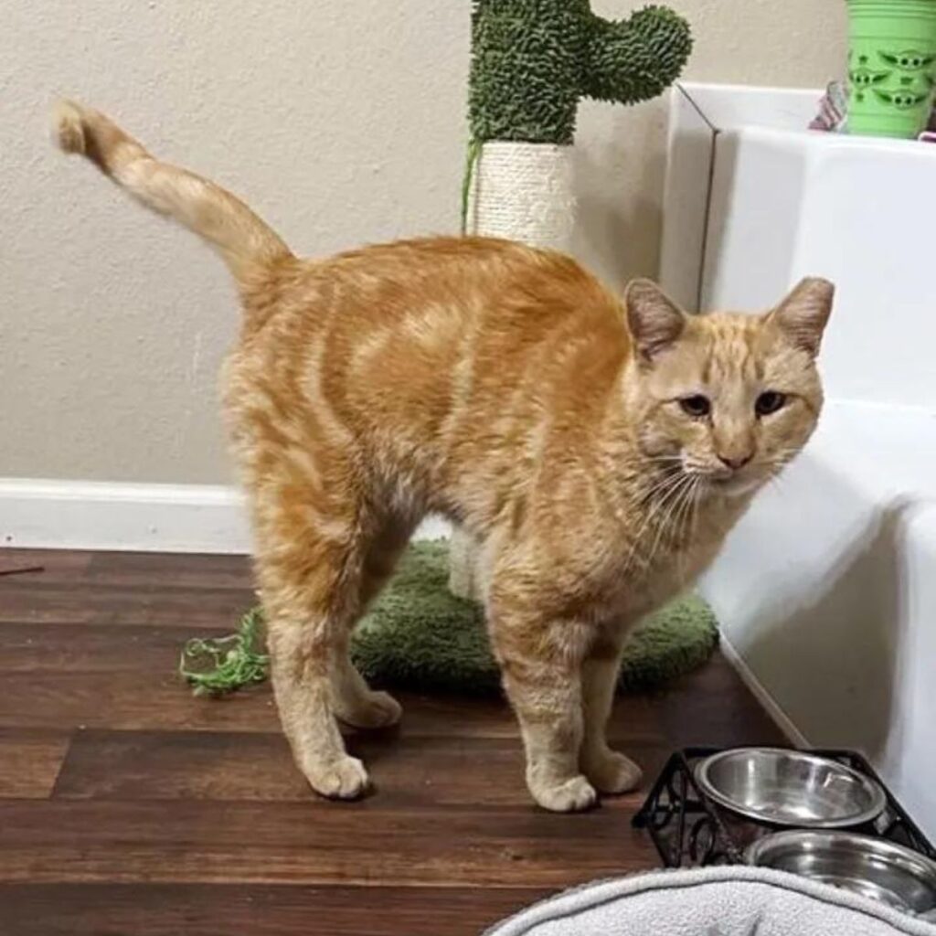ginger cat standing