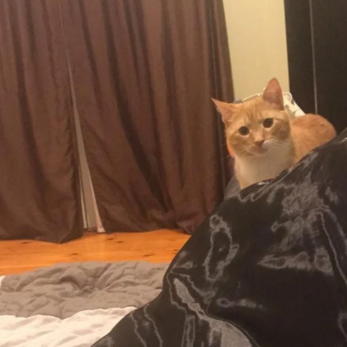 ginger cat staring