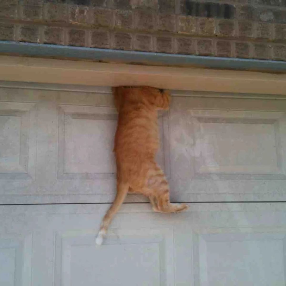 ginger cat stuck on garage door
