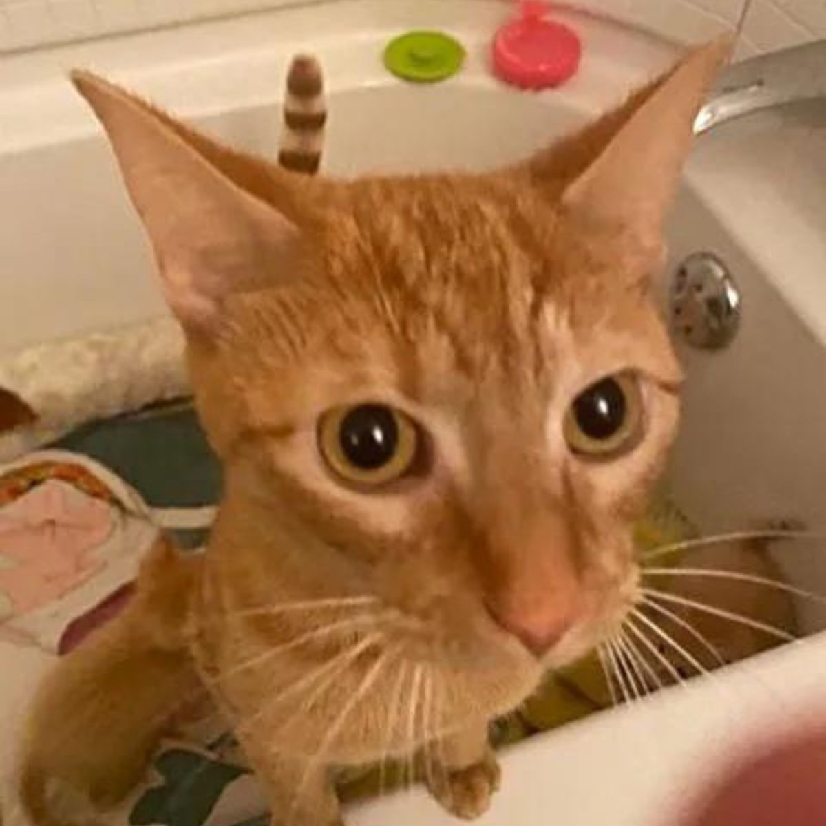 ginger cat takes a bath