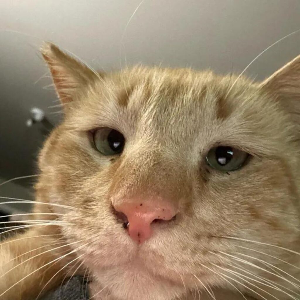 ginger cat upclose