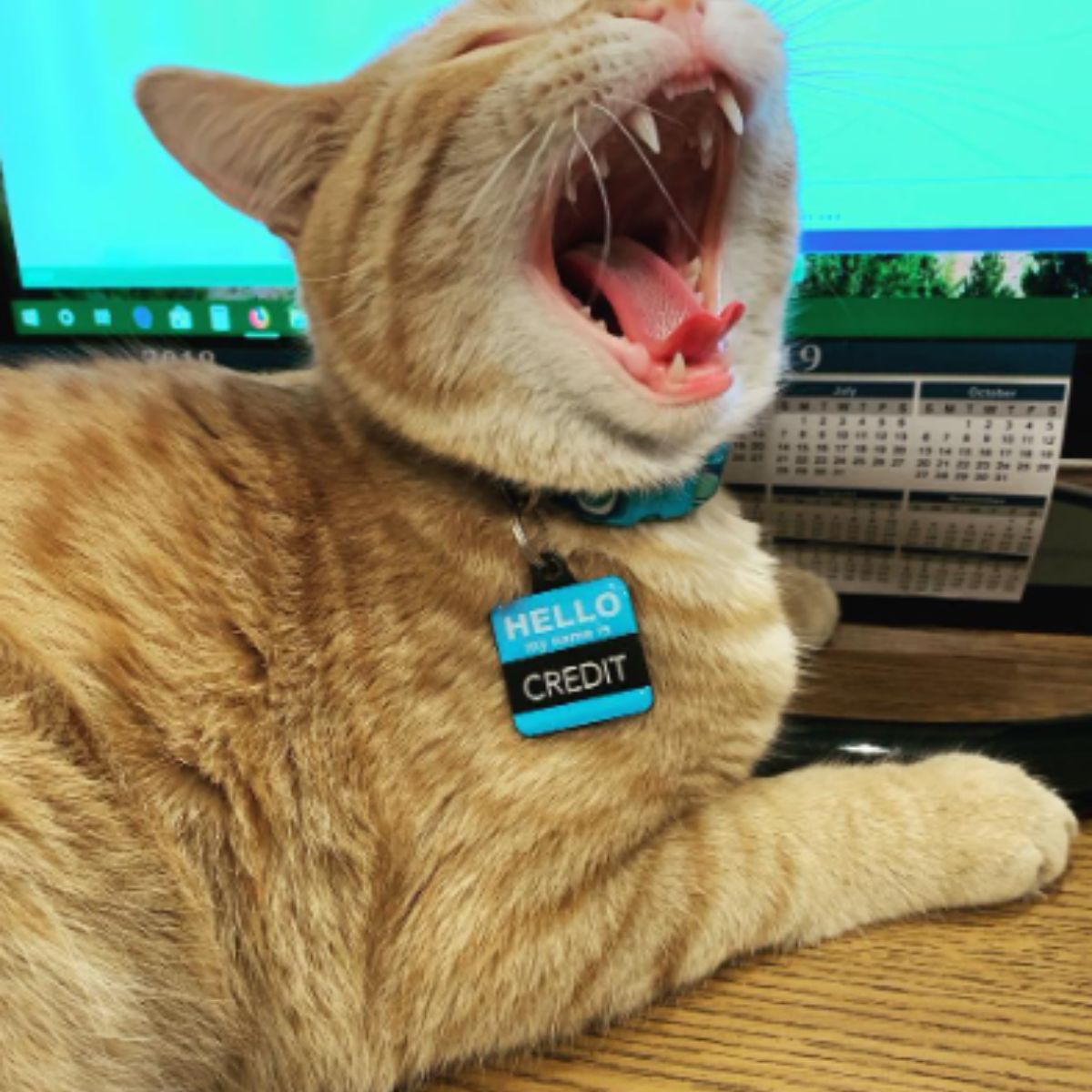 ginger cat yawns