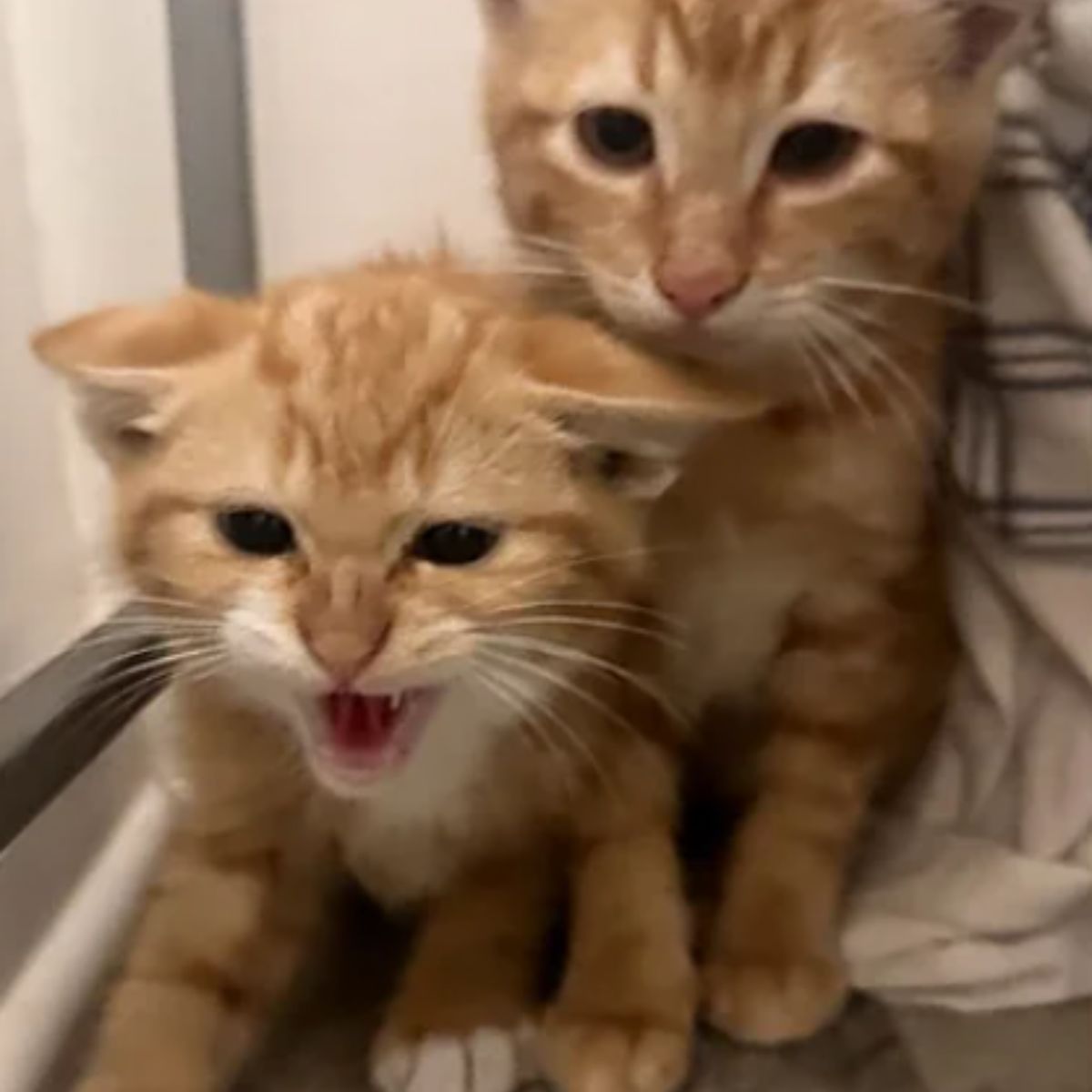 ginger cats meowing
