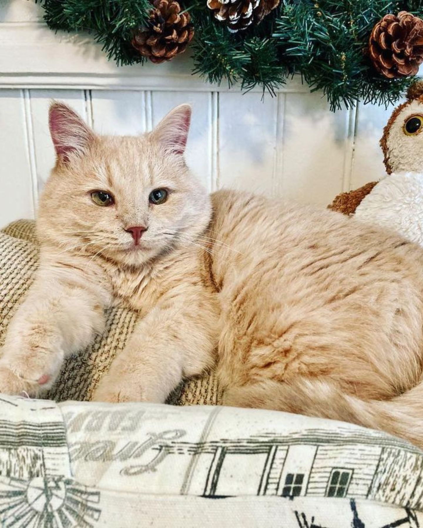 ginger deaf cat