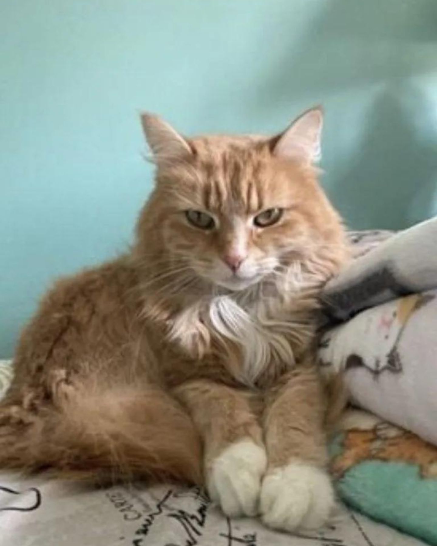 ginger fluffy cat