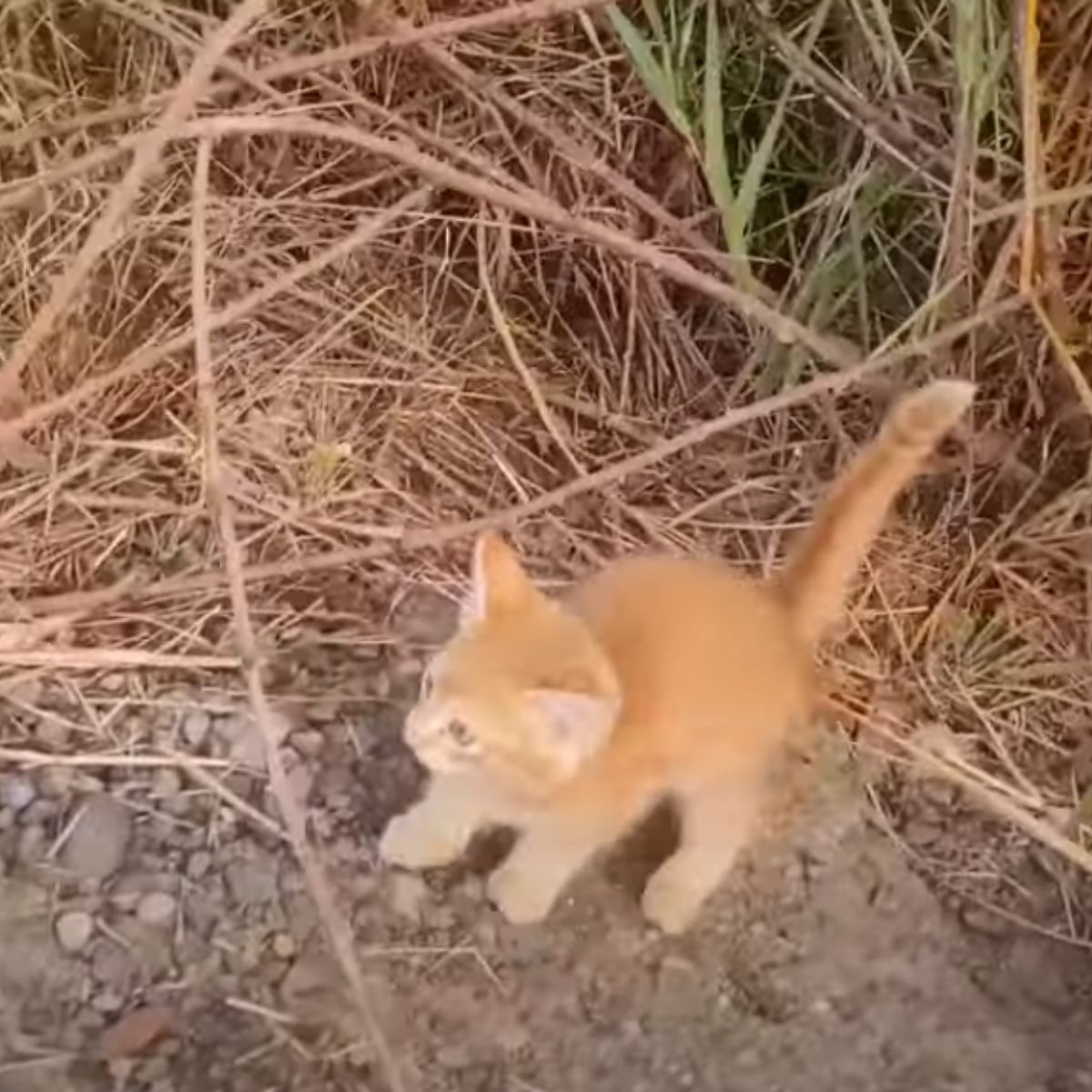 ginger kitten
