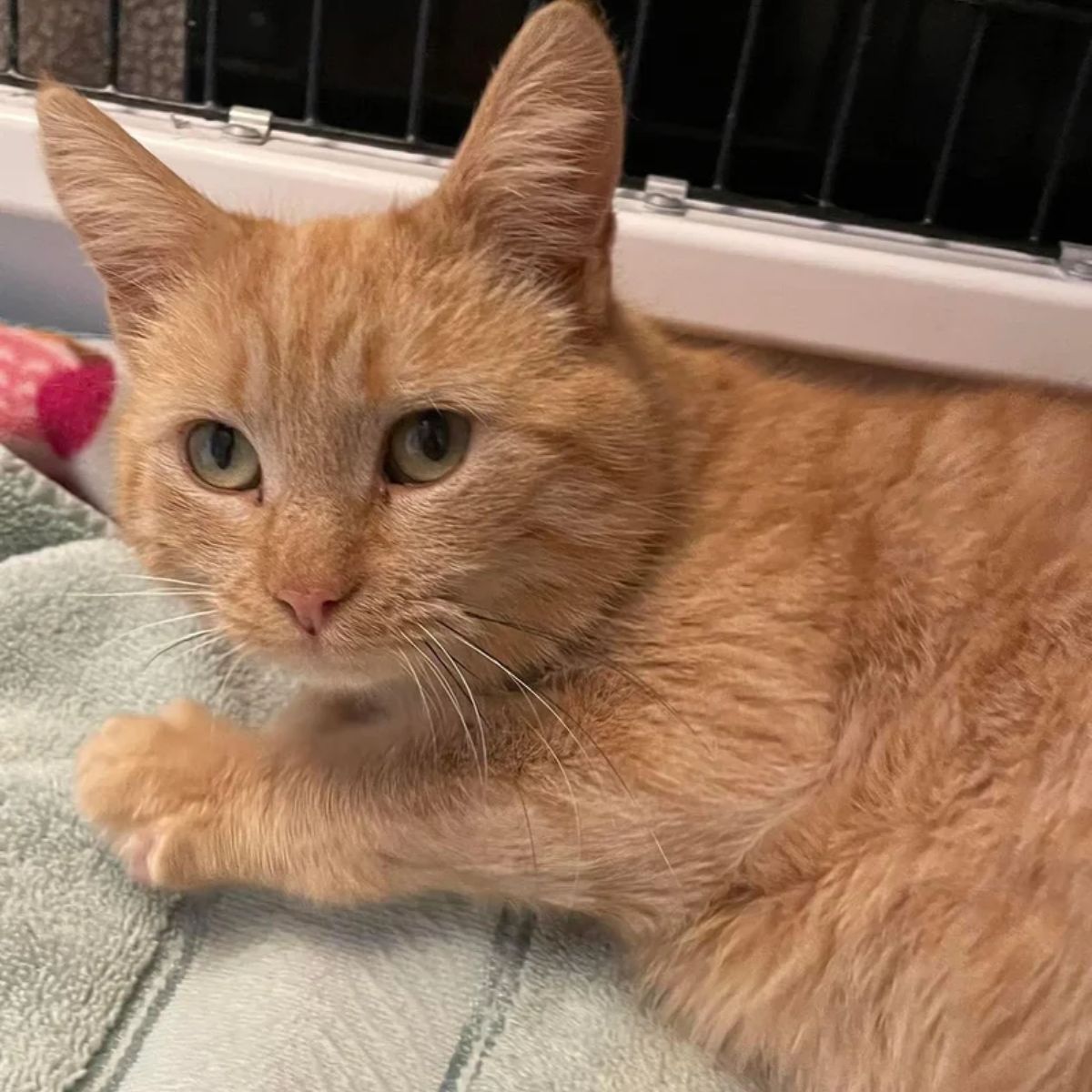 ginger cat