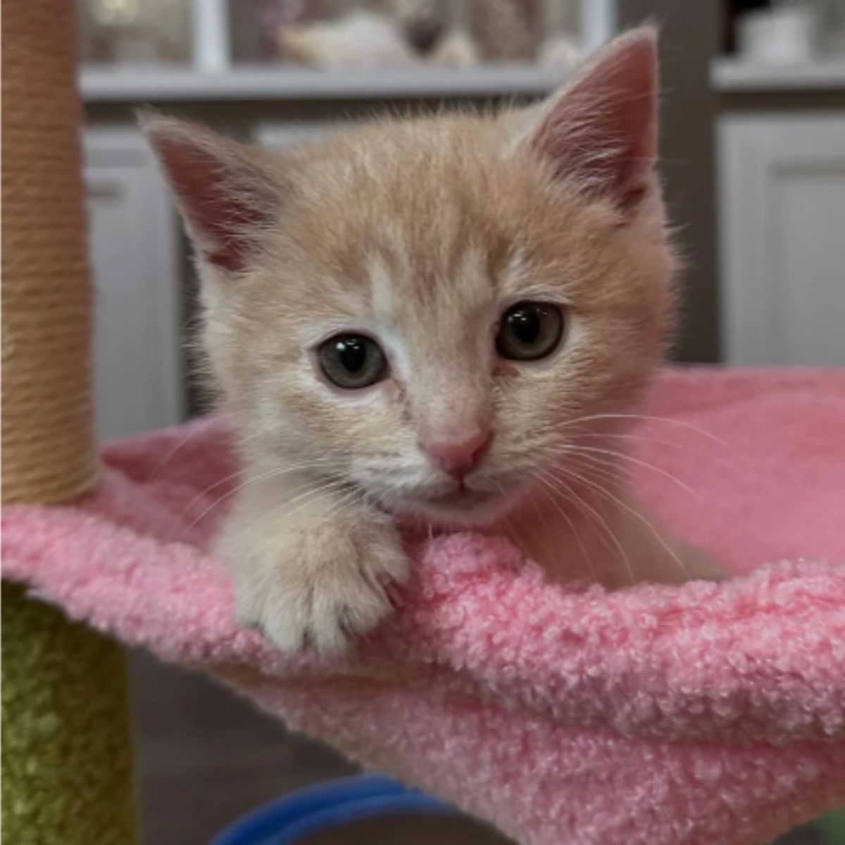 ginger kitten