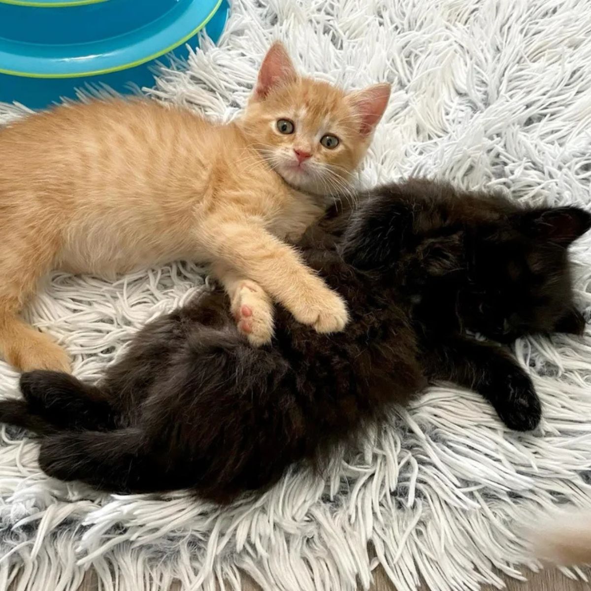 ginger kitten and black kitten lying together