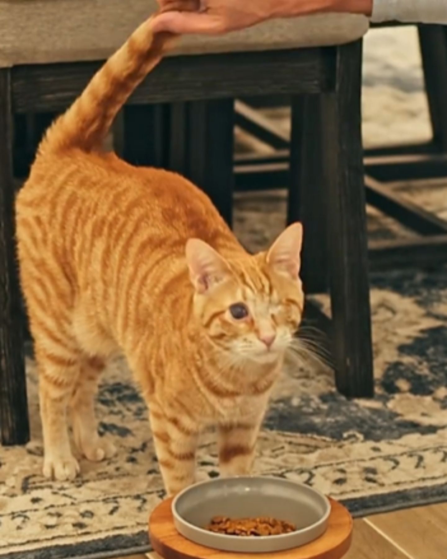 ginger kitten next to a bowl of food