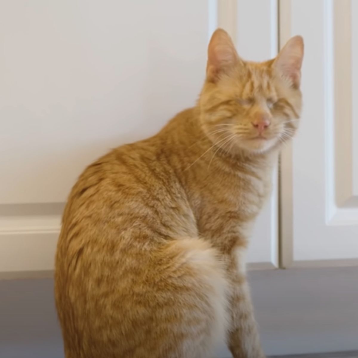 ginger kitten sitting