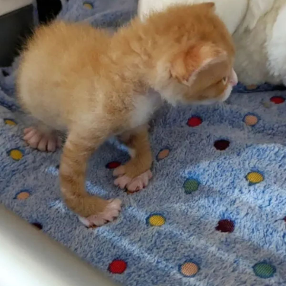 ginger kitten with twisted legs