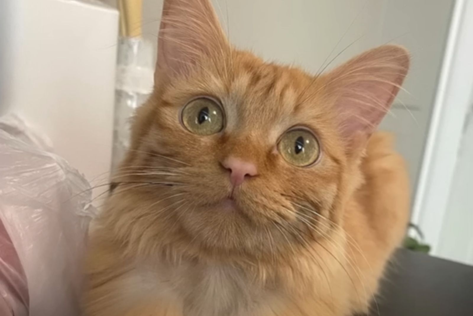 ginger kitten