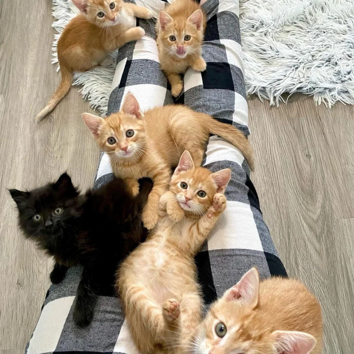 ginger kittens and black rescue kitten