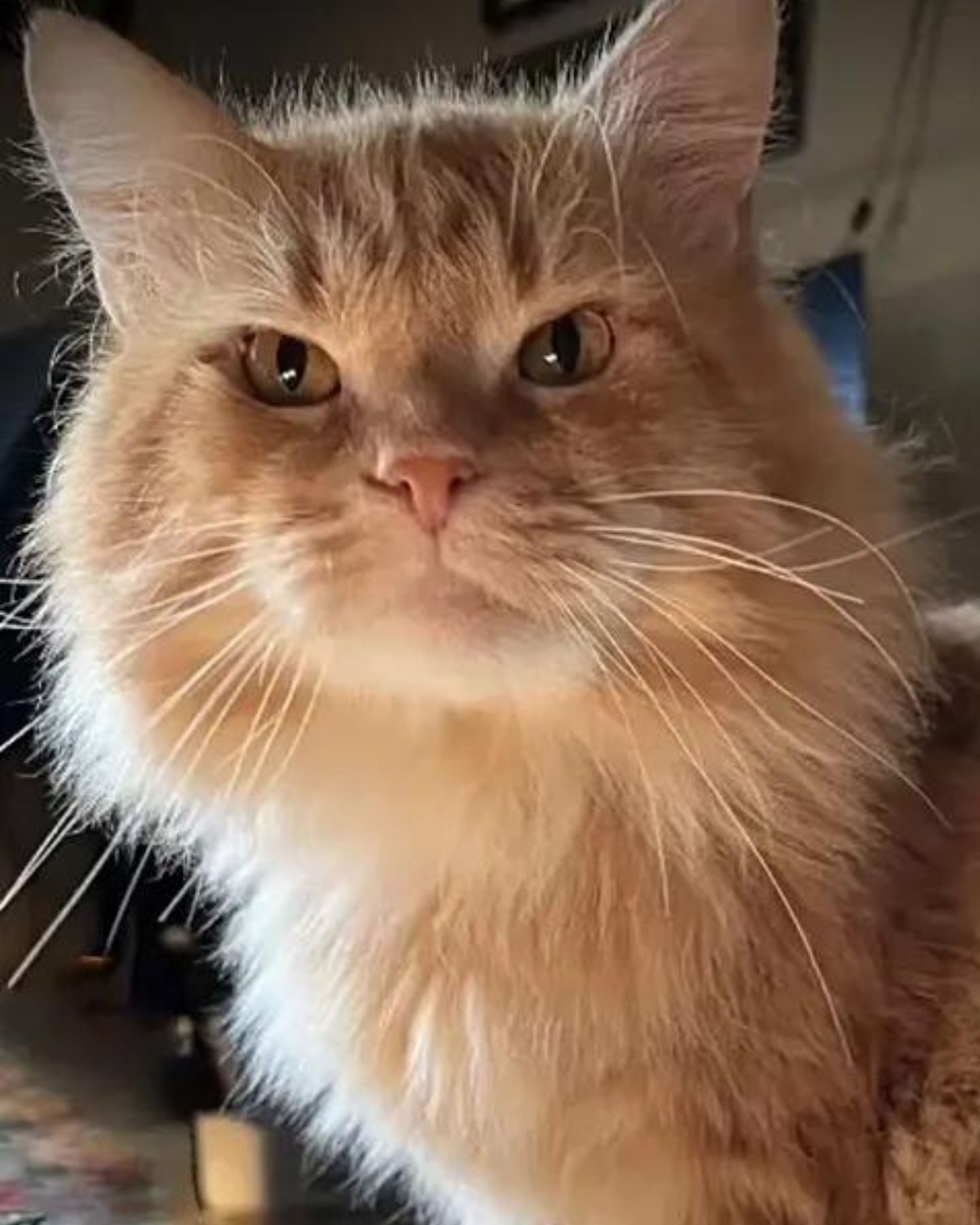 ginger tufted beautiful cat