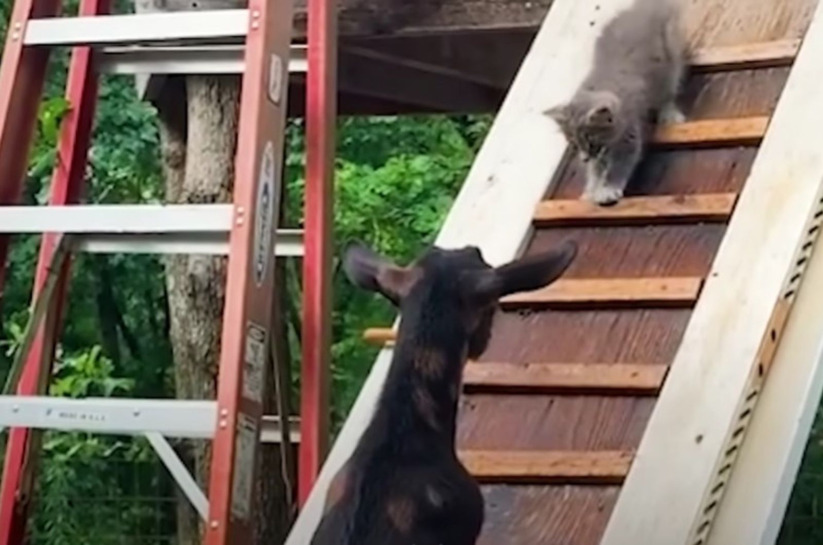 goat looking at the cat