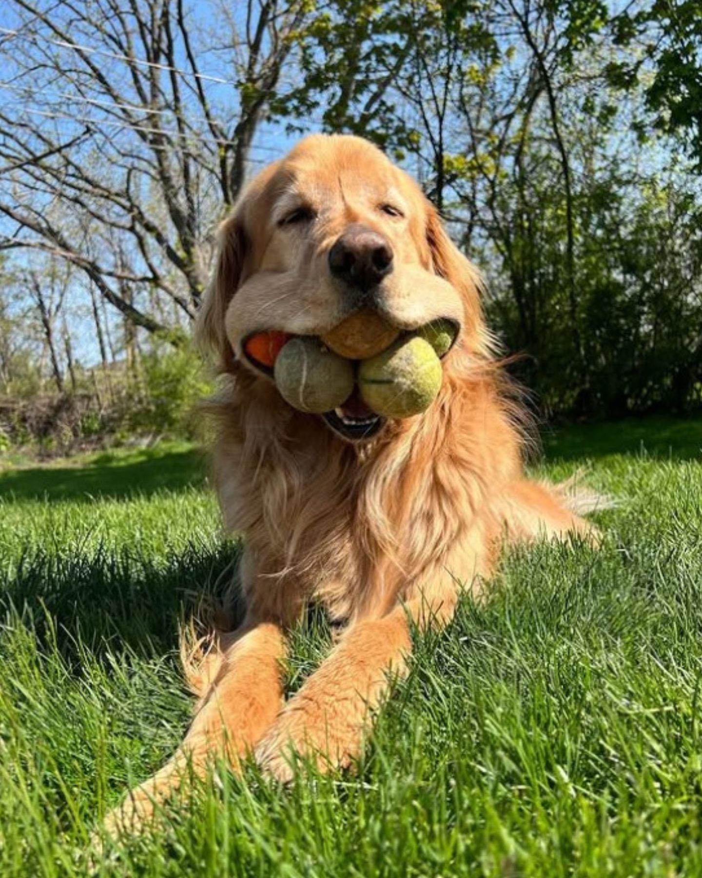 golden retriever lying on grass