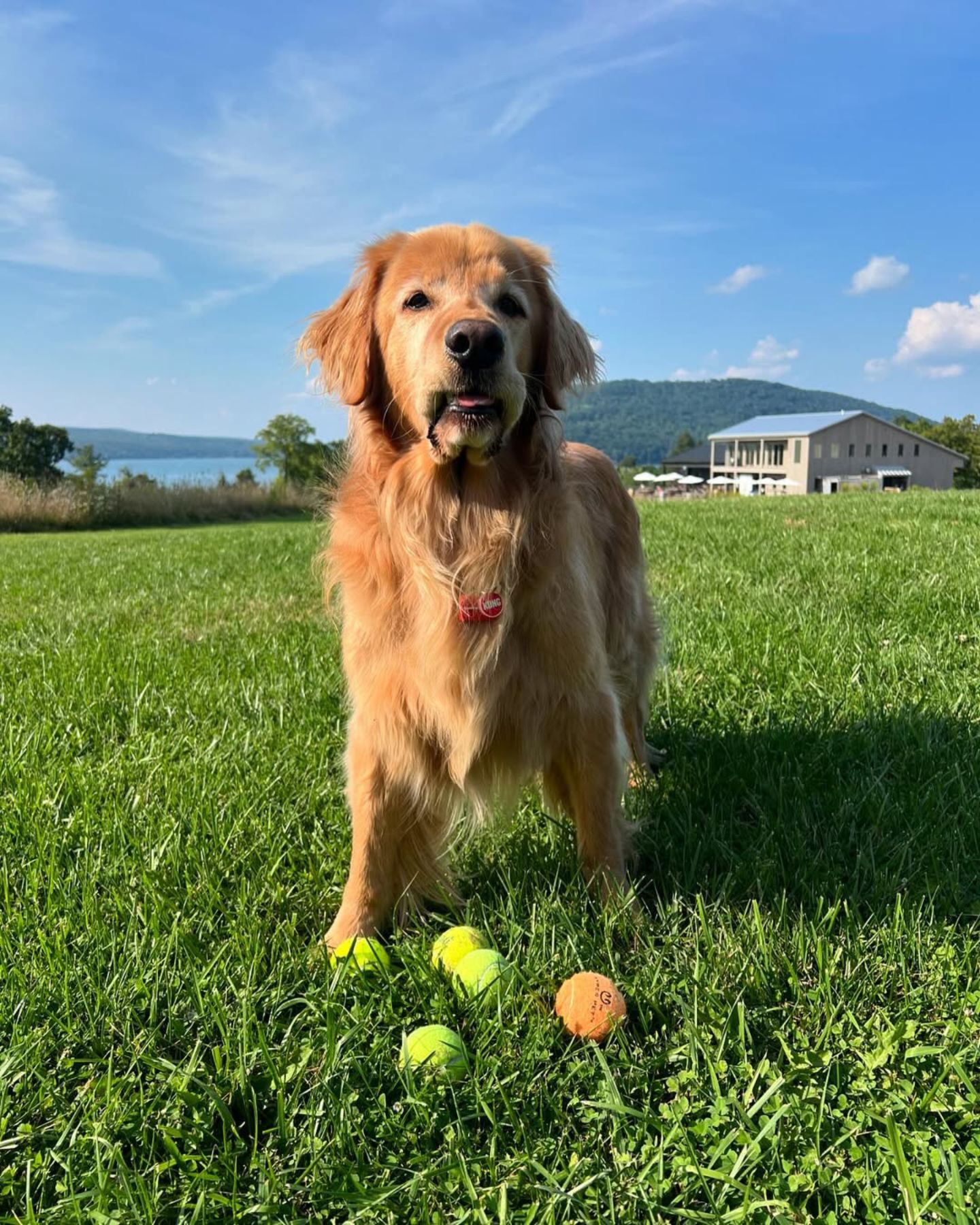 golden retriever