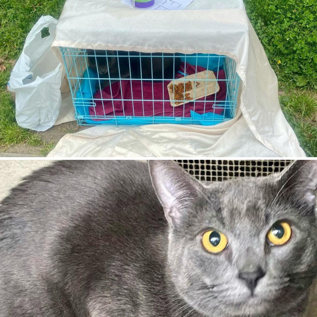 gray beautiful cat and cage