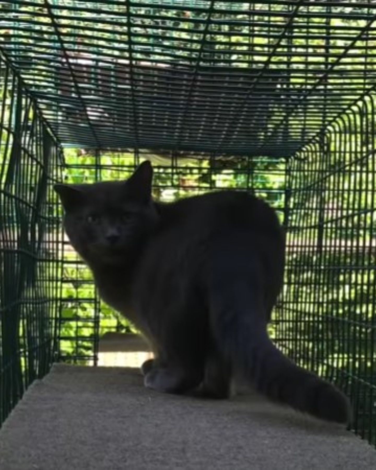gray cat in a cage