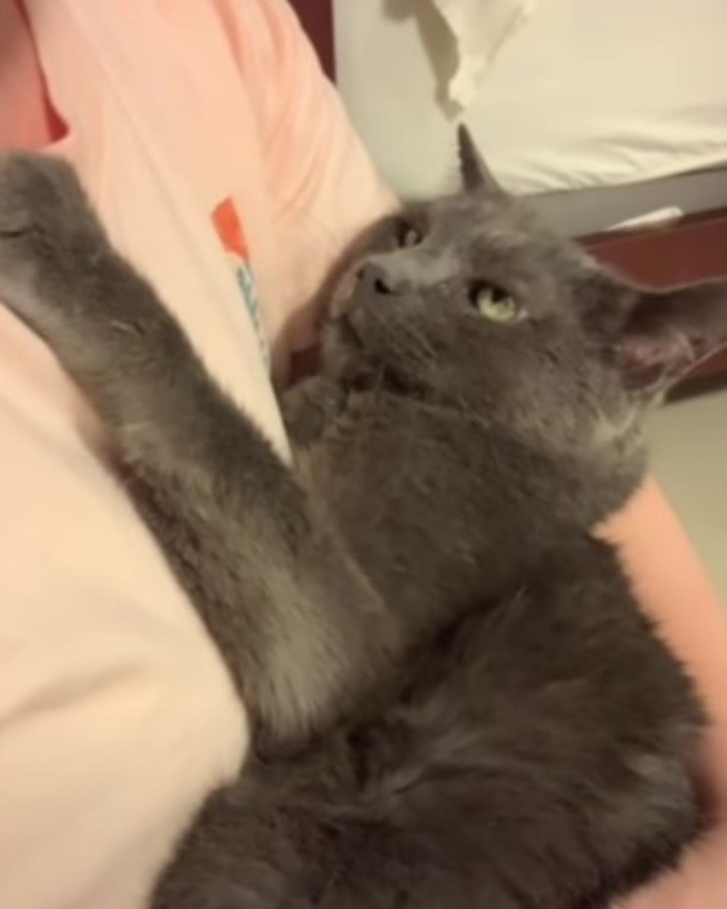 gray cat looking at woman