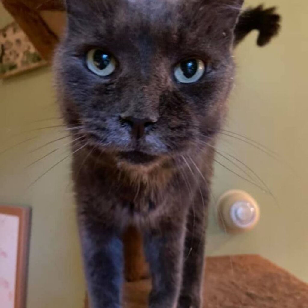 gray cat looking straight at camera