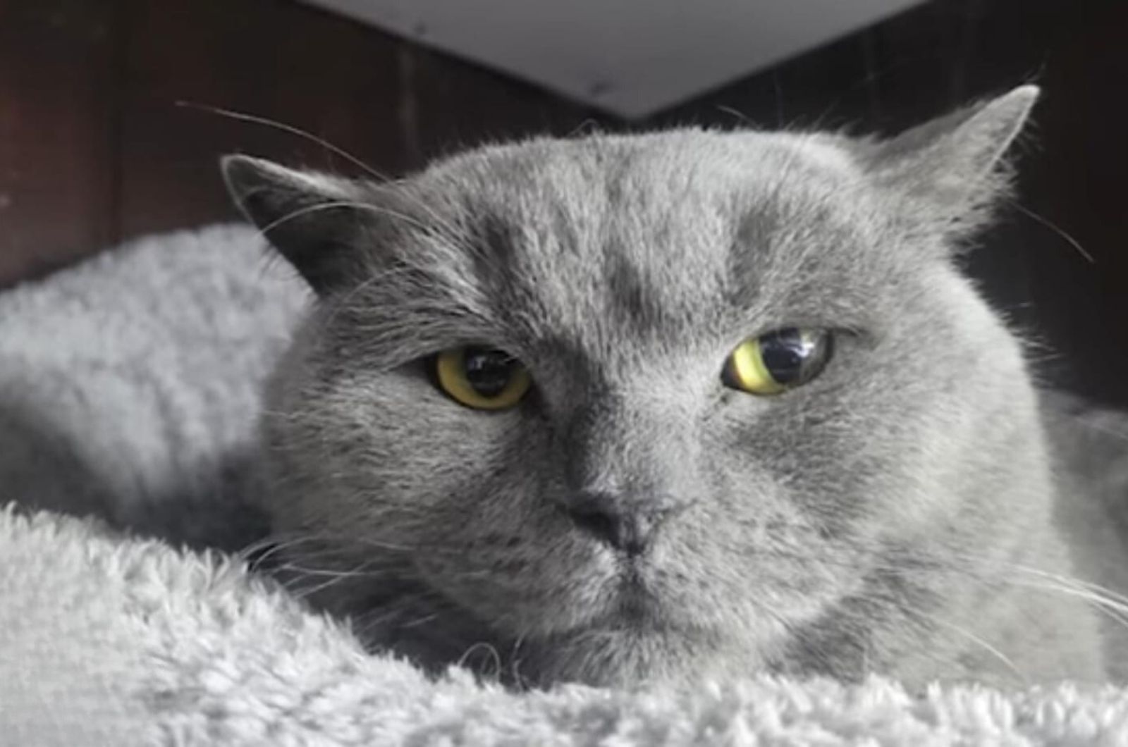 gray cat lyin on the carpet