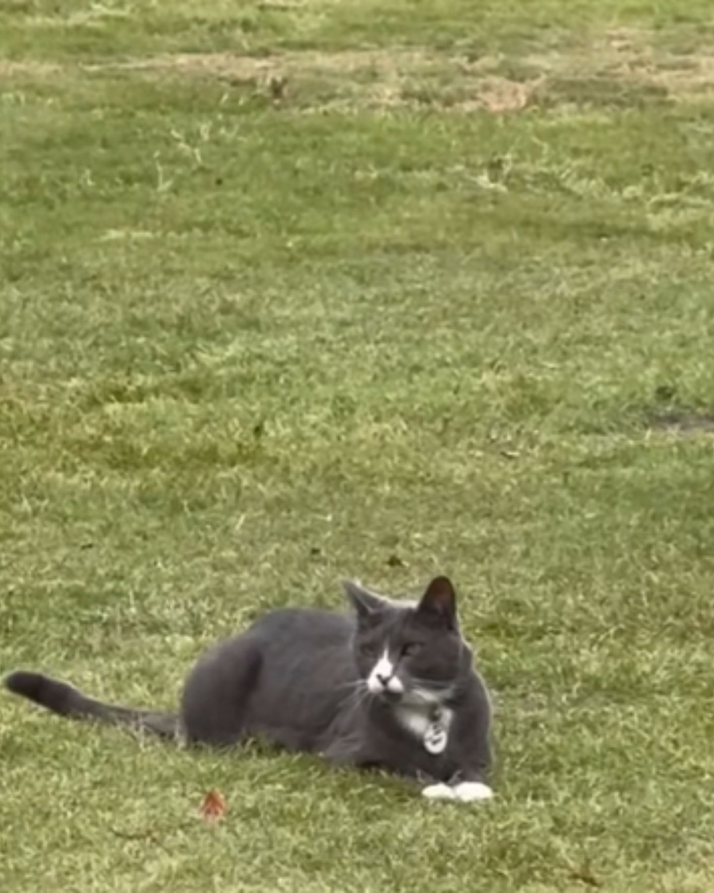 gray cat on the grass