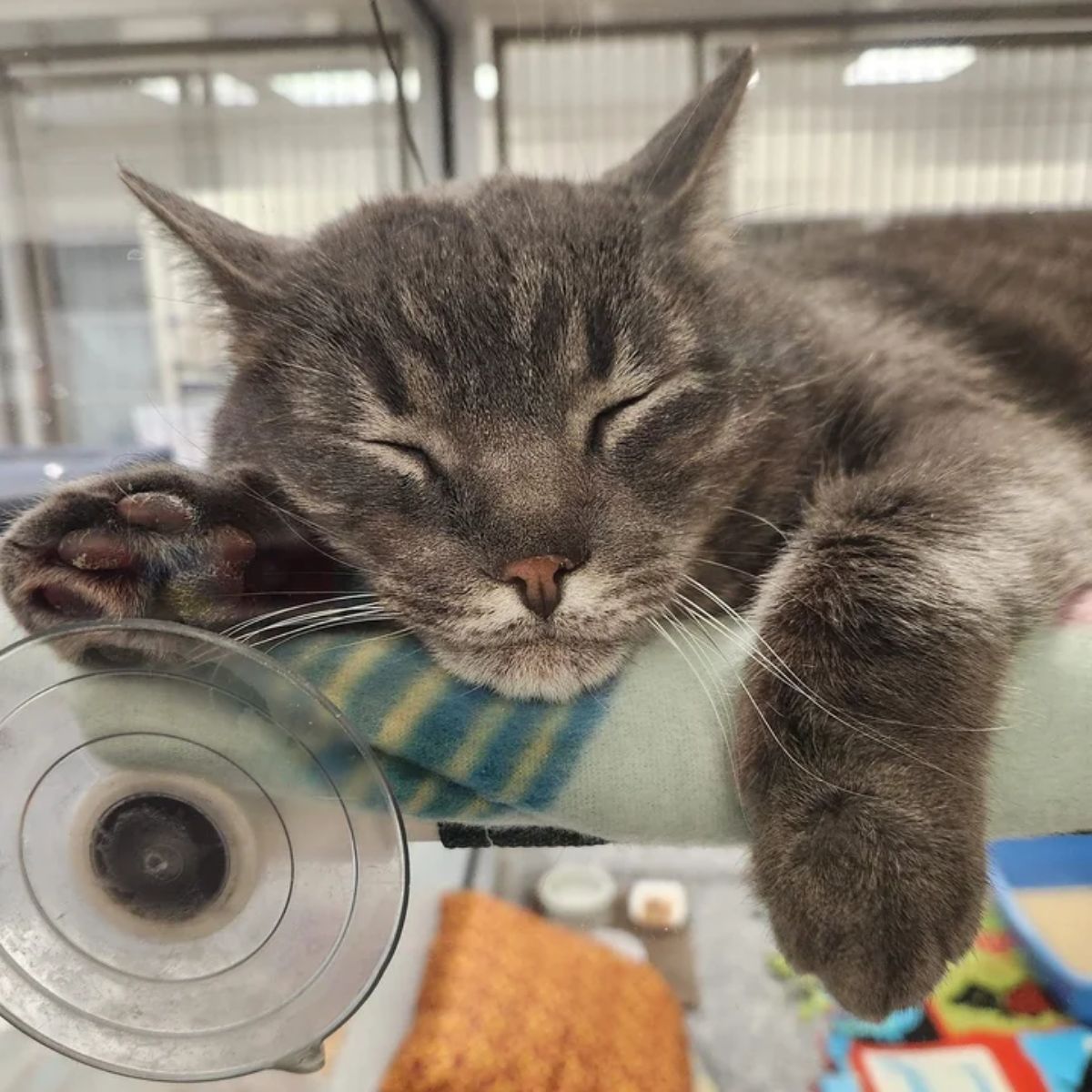 gray cat sleeping