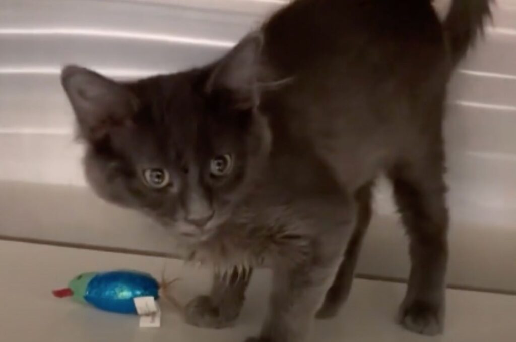 gray cat with a toy