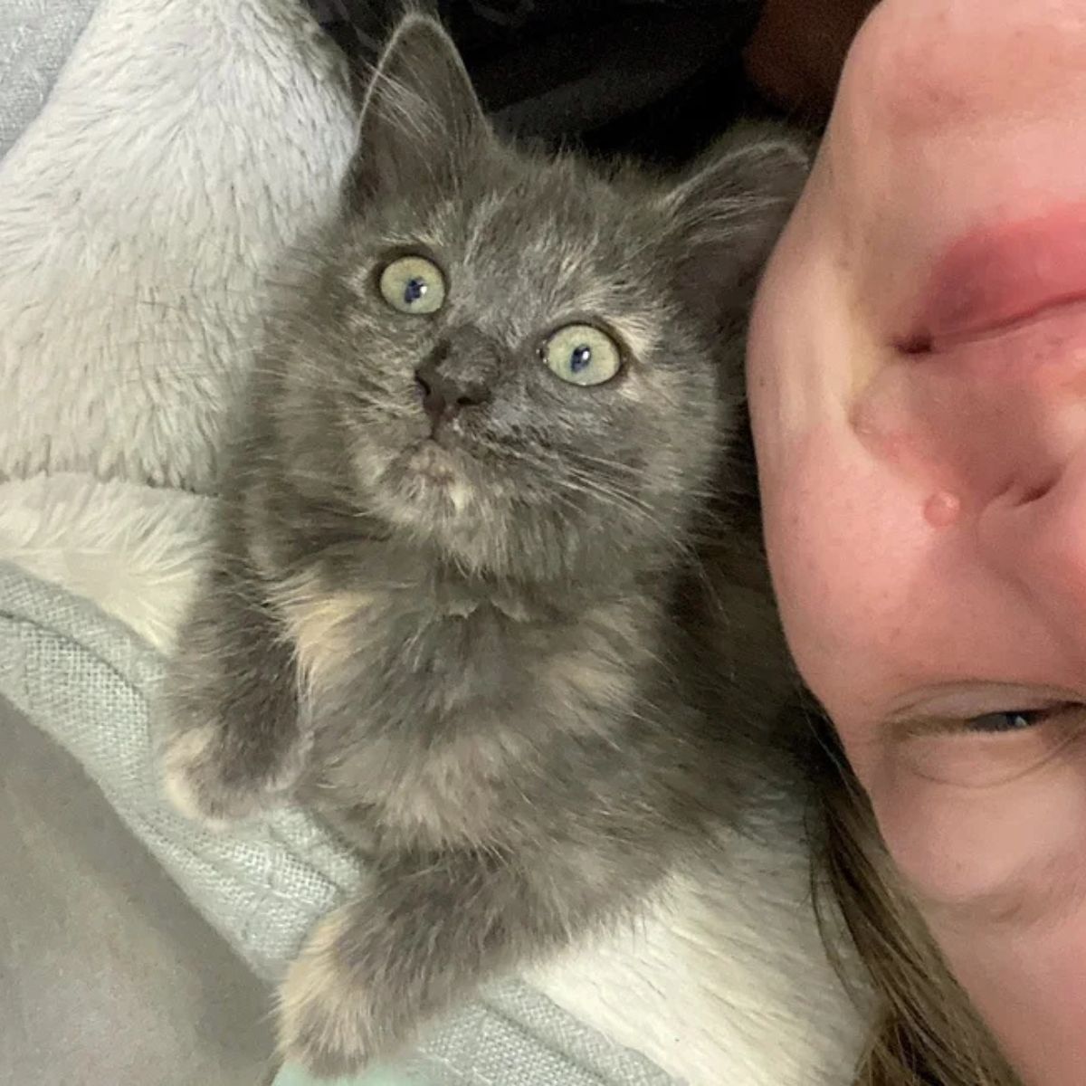 gray kitten lying next to woman