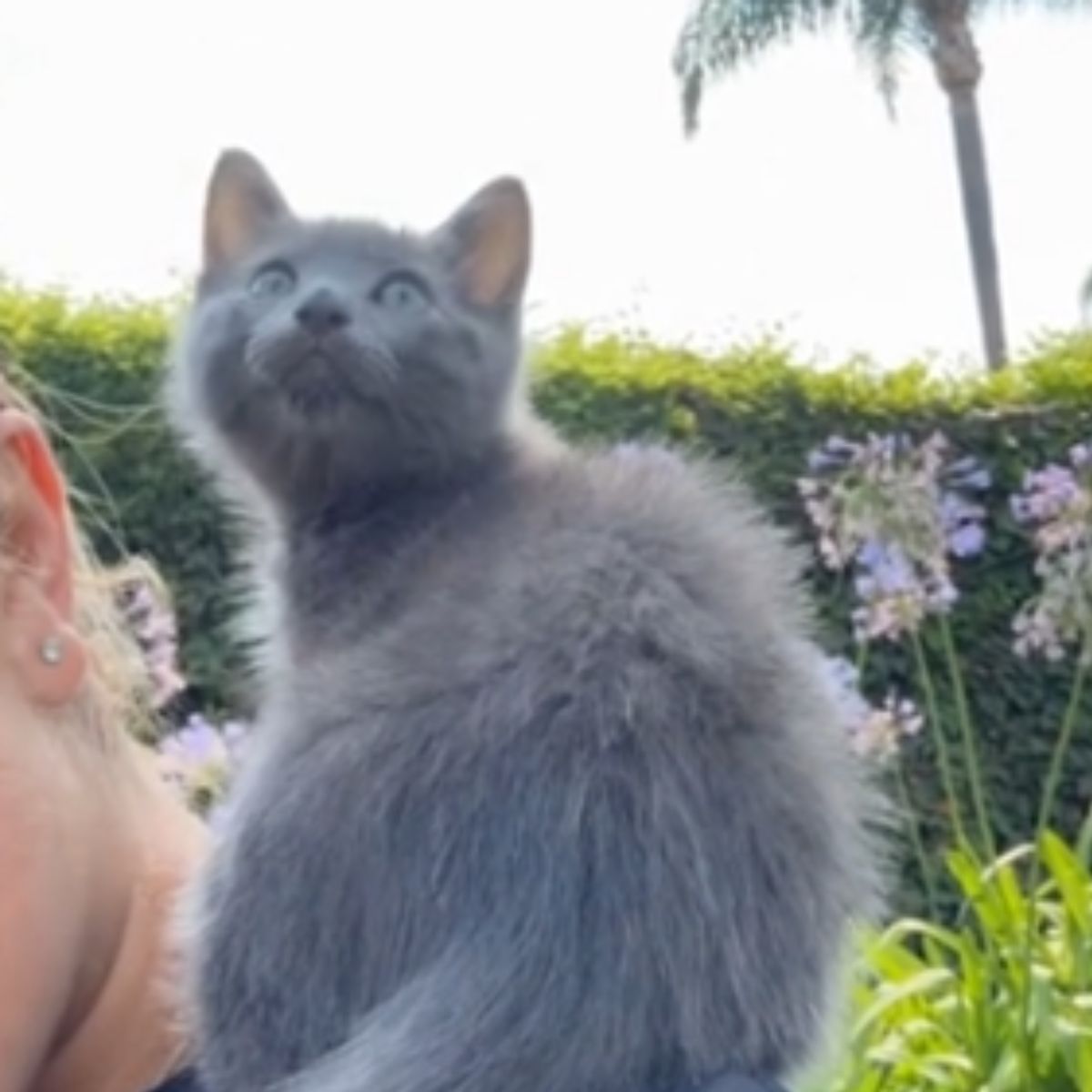 gray kitten on the shoulder