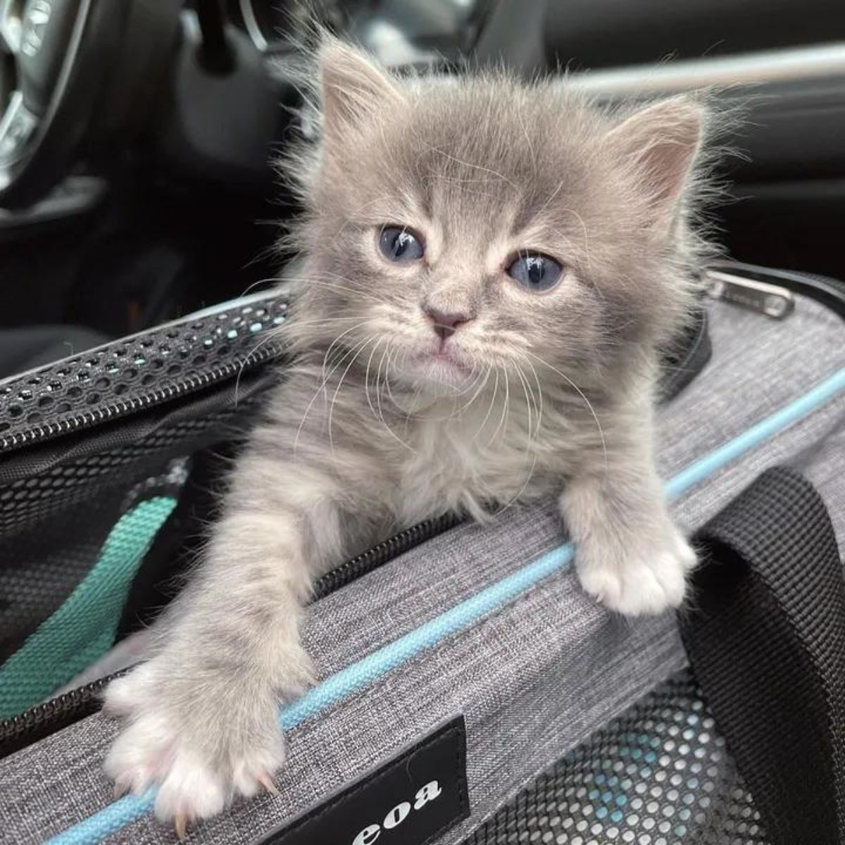 gray kitten